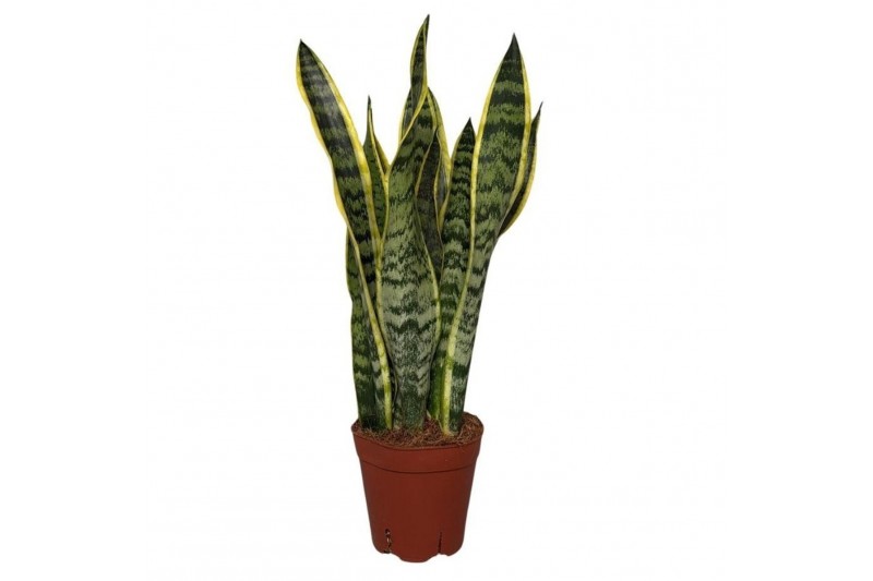Sansevieria trifasciata laurentii Sansevieria Laurentii Terracotta 