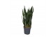 Sansevieria zeylanica 