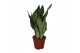 Sansevieria zeylanica 