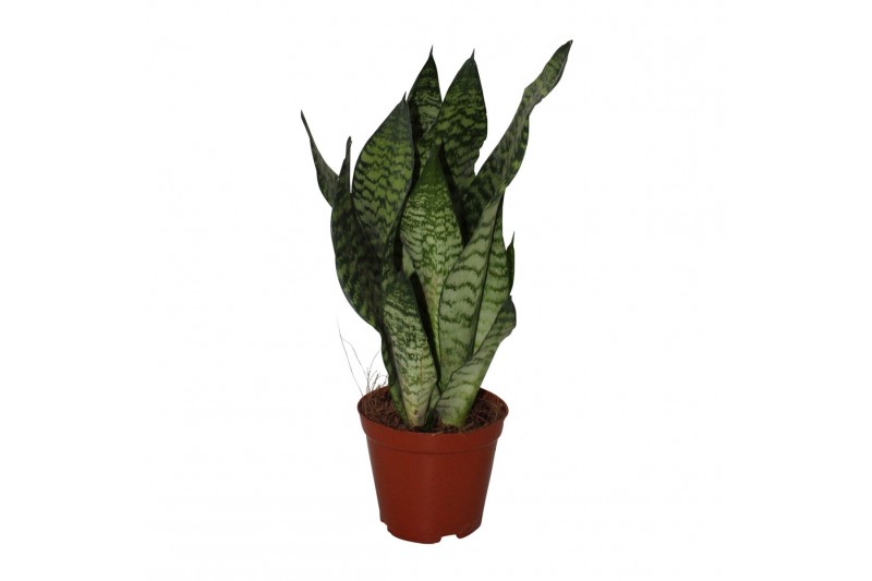 Sansevieria zeylanica 