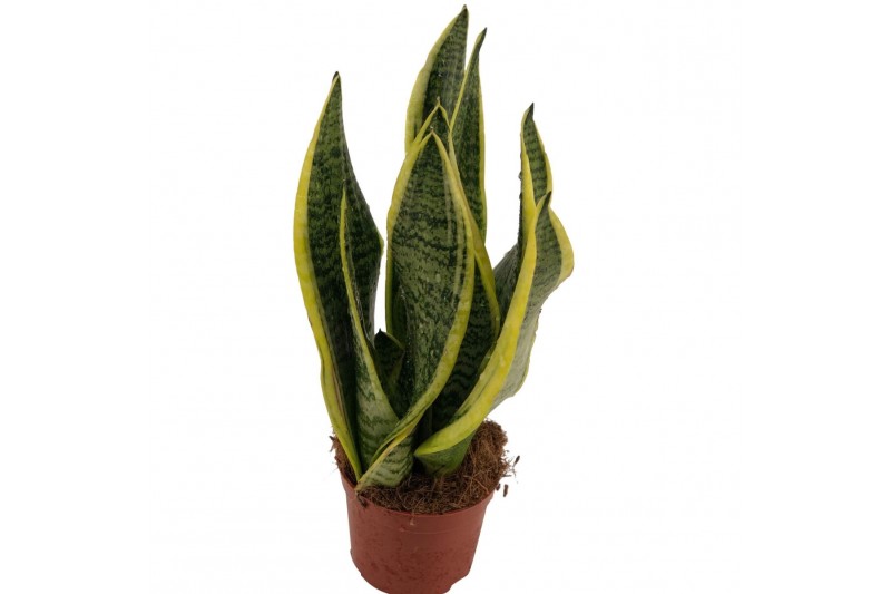 Sansevieria trifasciata futura superba Sansevieria Superba 2pp 