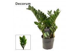Zamioculcas zamiifolia Lima Lima 5+