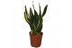Sansevieria trifasciata futura superba Sansevieria Superba 2pp 30-35cm 