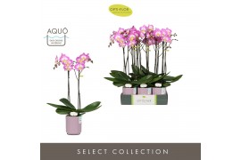 Phalaenopsis paars Optistar Carey 2 spike in Molise Lilac Aquo 15 bl. 