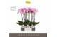 Phalaenopsis paars Optistar Carey 2 spike in Molise Lilac Aquo 15 bl.  