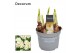 Narcissus abba Narcis Abba 5 per pot 
