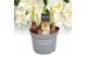 Narcissus abba Narcis Abba 5 per pot 