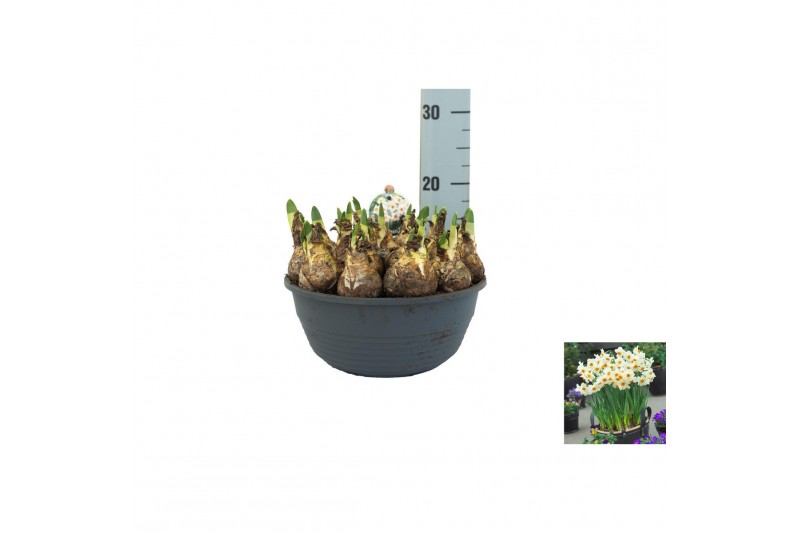 Narcissus Narcissus Barrett Browning pot vol per pot 