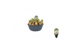 Narcissus Narcissus Barrett Browning pot vol per pot