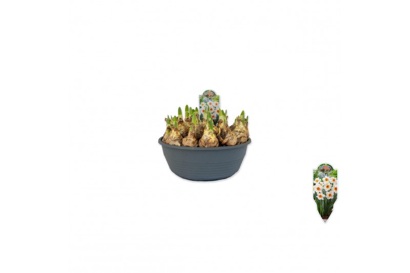 Narcissus Narcissus Barrett Browning pot vol per pot 