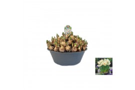 Narcissus Narcissus Barrett Browning pot vol per pot