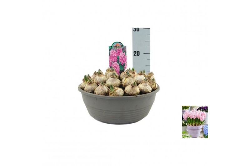 Arr. hyacinthus mozaiek rond 320 Hyacinthus Pink Surprise 20 bl. pot v 