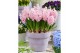 Arr. hyacinthus mozaiek rond 320 Hyacinthus Pink Surprise 20 bl. pot v 