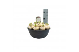 Arr. hyacinthus mozaiek rond 320 Hyacinthus Siberia 20 bl. pot vol per