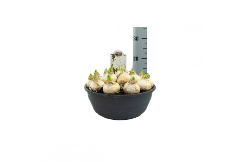 Arr. hyacinthus mozaiek rond 320 Hyacinthus Siberia 20 bl. pot vol per 