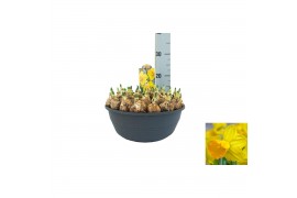 Narcissus Narcissus Adriana Geertruida pot vol per pot
