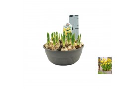 Narcissus Narcis Bittern pot vol per pot