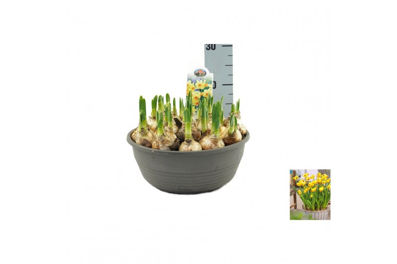 Narcissus Narcis Bittern pot vol per pot 