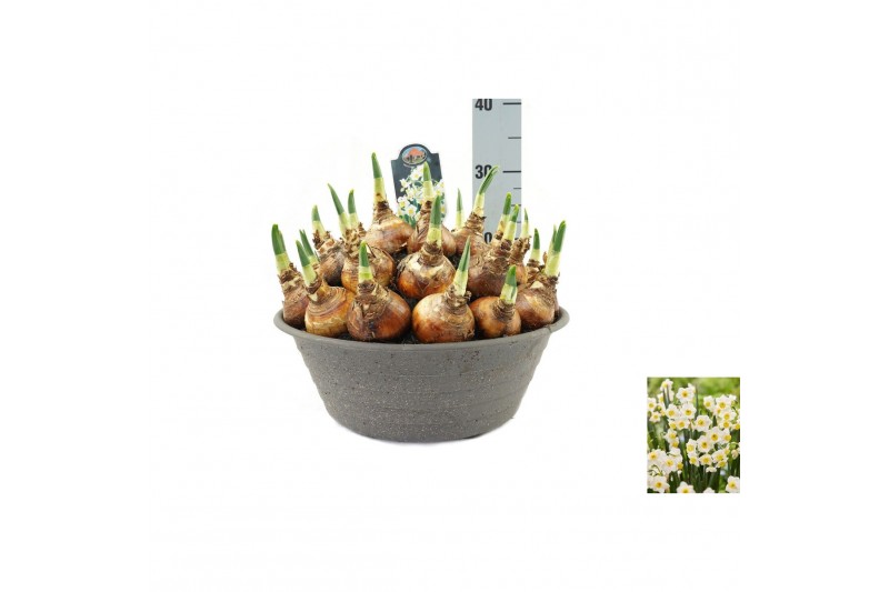 Narcissus Narcissus Avalanche pot vol per pot 