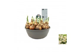 Narcissus Narcissus Avalanche pot vol per pot