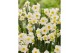 Narcissus Narcissus Avalanche pot vol per pot 