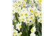 Narcissus Narcissus Avalex pot vol per pot 