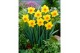 Narcissus Narcissus Brackenhurst pot vol per pot 