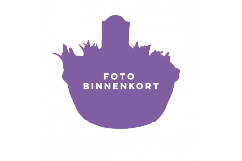 Narcissus Narcissus Avalex pot vol per pot 