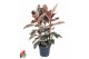 Ficus elastica beliza Ficus Elastica Belize 3PP P27pp 