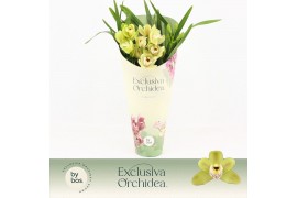 Cymbidium Cymbidium, Wild Anna Compact 3-spike Exclusiva Orchidea Potc