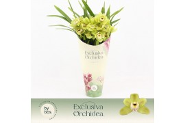 Cymbidium Cymbidium, Wild Anna Compact 4-spike Exclusiva Orchidea Potc