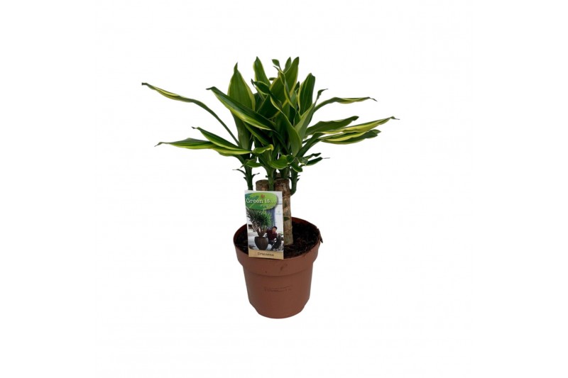 Dracaena fragr. golden coast Dracaena Golden Coast carroussel3 pp 