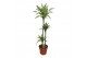 Dracaena fragr. der. lemon lime Dracaena Lemon Lime 90-60-303 pp 