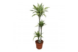 Dracaena fragr. der. lemon lime Dracaena Lemon Lime 90-60-303 pp