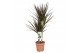Dracaena marg. magenta Dracaena Magenta 30-15*2 pp 