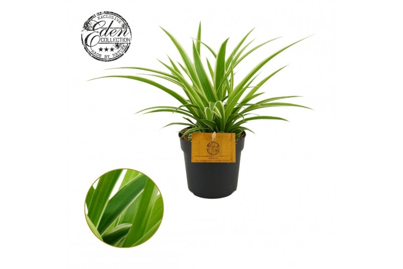 Chlorophytum ocean Chlorophytum Ocean 10,5cm 