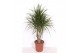 Dracaena marginata Dracaena marginata1 pp 