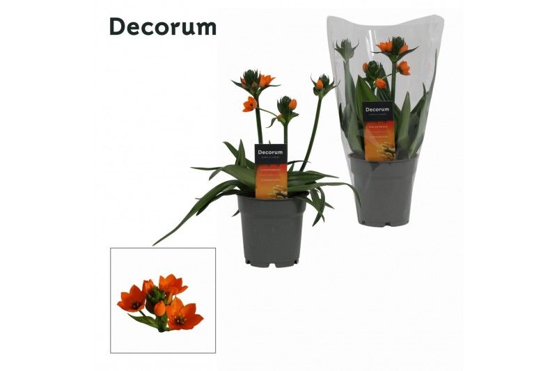 Ornithogalum dubium Ornithogalum Dubium 3pp oranje (Decorum)3 tak/plnt 