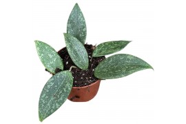 Hoya Hoya Wibergiae 2.5 - 4.9  cm 1 pp