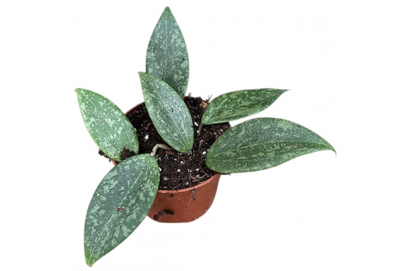 Hoya Hoya Wibergiae 2.5 - 4.9  cm 1 pp 