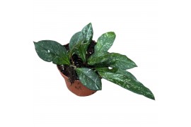 Hoya Hoya Crassipetiolata Splash overige  cm 1 pp