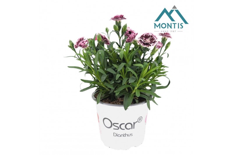 Dianthus oscar white and red burgundy white 