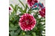Dianthus oscar white and red burgundy white 
