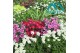 Dianthus mix 