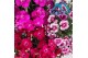 Dianthus mix 