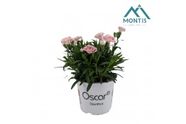 Dianthus oscar white and red