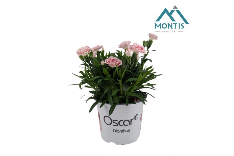 Dianthus oscar white and red 