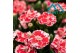 Dianthus oscar white and red 