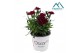 Dianthus oscar cherry 