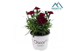 Dianthus oscar cherry